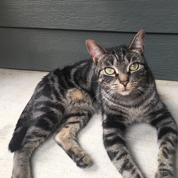 Meet your Posher, Callie - Picture 4 of 7